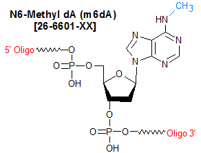 picture of N6-Methyl dA (m6dA)